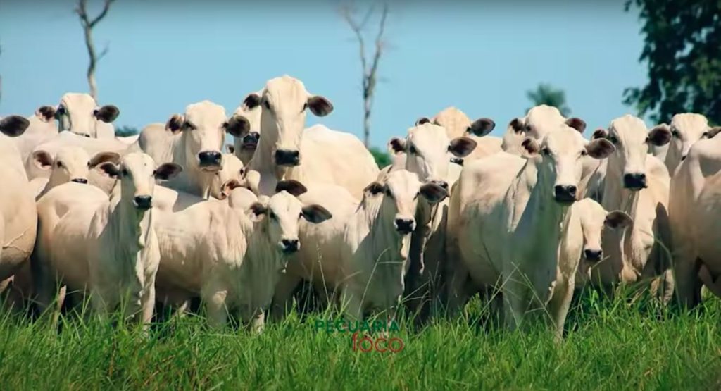 The Amazon cut: How beef linked to deforestation is exported to Europe ...